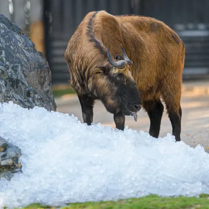 Letní středa v ZOO Praha bude pod ledem
