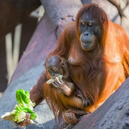 Speciální den u orangutanů v Zoo Praha