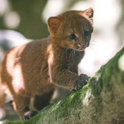 Ryšavá mláďata jaguarundi jsou k vidění v ZOO Praha