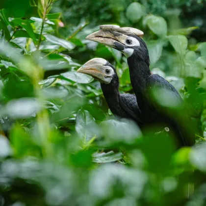 Zoo Praha má další úspěch, odchovala jako první zoborožce