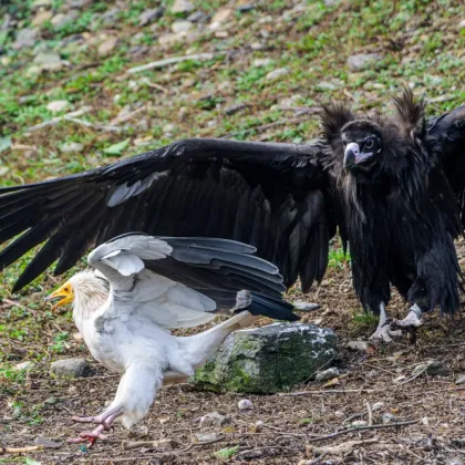 Jak se žije supům a kondorům? Dozvíme se v sobotu