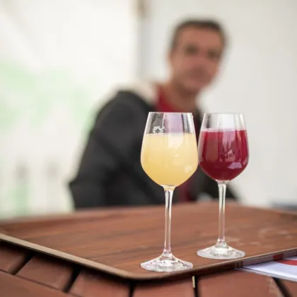 Burčák, víno začíná Vinobraní v Botanické v Troji
