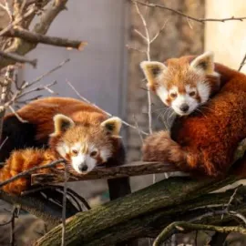 Jak se žije pandě červené? Dozvíme se v Zoo Praha