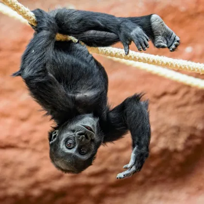 Neděle v Zoo Praha s gorilami a nabitým programem