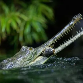 Zoo Praha má narozeniny, slavit bude v neděli