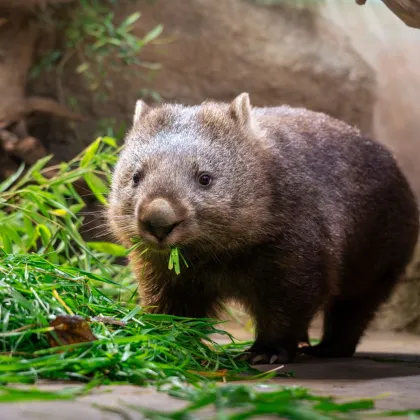 Skvělá novinka v Zoo Praha, oslava wombatů už v sobotu
