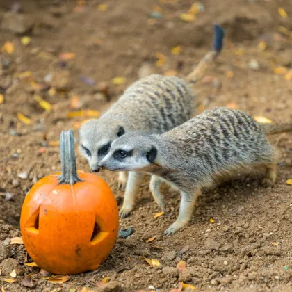 Dýňové hody v ZOO Praha o víkendu i o prázdninách