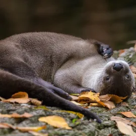 Jak se zabavit o podzimních prázdninách? Kam vyrazit na svátek