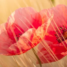 Květem vlčího máku si uctíme hrdiny