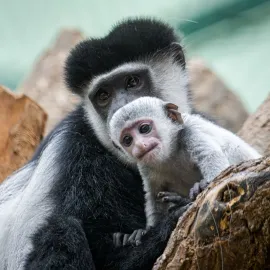 Elegantní gueréza mění kabát, k vidění je v Zoo Praha