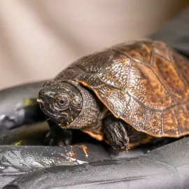 Odchov ohrožených orlic bornejských v Zoo Praha