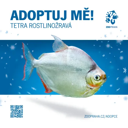 Adoptuj mě! Zoo Praha představuje zvířecí sirotky