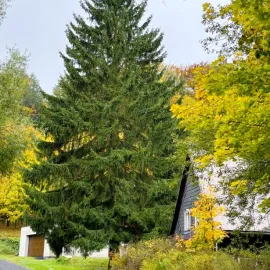 Vánoční strom je pokácen, ukotven bude dnes v noci