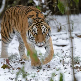 Zoo Praha je pod sněhem