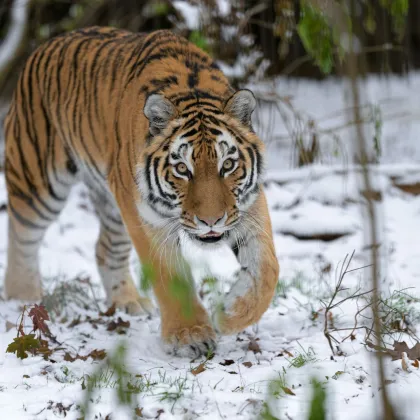 Zoo Praha je pod sněhem