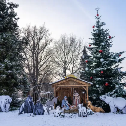 V Zoo Praha rozsvítí vánoční stromeček v neděli