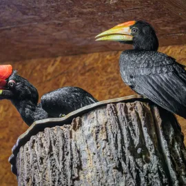 Světový rekord u dvojzoborožců