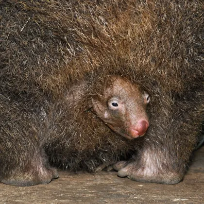 V Zoo Praha vykouklo na svět druhé mládě vombata