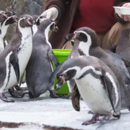 Dárek od Zoo Praha, vstup za stovku až do ledna