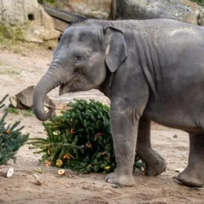 Zoo Praha nadělila zvířatům neprodané vánoční stromky