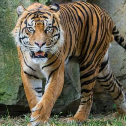 Zoo Praha v roce 2025, nové přírůstky i obyvatelé