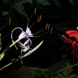 Džungle, která nespí...oblíbené prohlídky se vrací