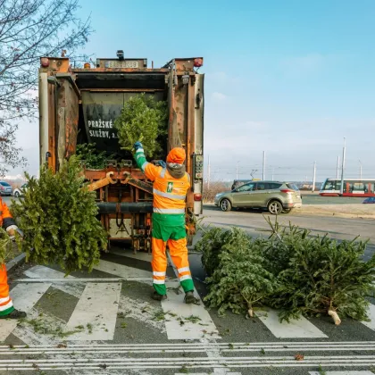 Kam odnést stromečky po svátcích?