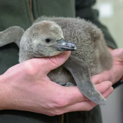 Zoo Praha: Mládě tučňáka roste jako z vody