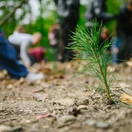 Pražskou krajinu oživilo 230 000 nových stromů