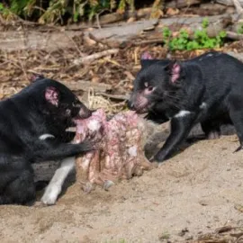 Dej proti vymírání druhů v Zoo Praha