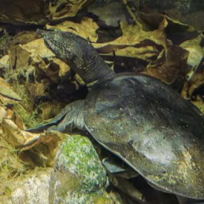 Nedělní Den chovatelů želv v Troji