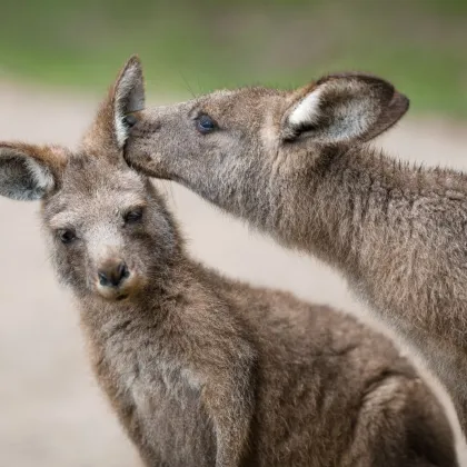 Oslavy lásky a masopustu o víkendu v Zoo Praha