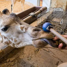 Nejmladší žirafa v Zoo Praha trénuje