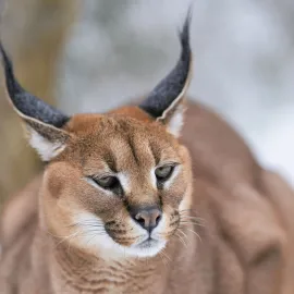 Rychlý běžec karakal se zabydlel v Zoo Praha