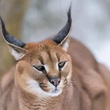 Rychlý běžec karakal se zabydlel v Zoo Praha