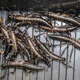 Zoo má první ryze pražské strašilky humří