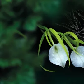 Milovníci orchidejí míří do Botanické v Troji