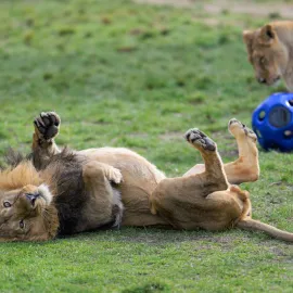 Zoo Praha vítá jaro