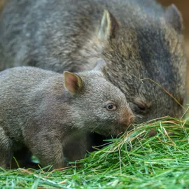 Mládě vombata je venku, k vidění je v Darwinově kráteru