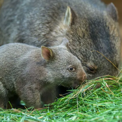 Mládě vombata je venku, k vidění je v Darwinově kráteru