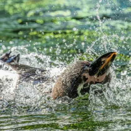Zoo Praha oslavuje lesy a vodu