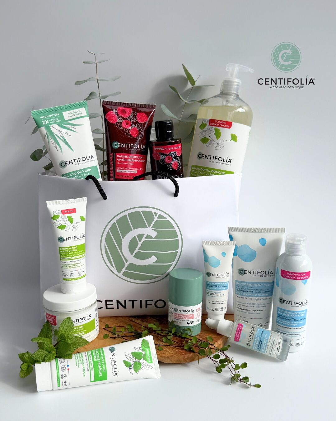 centifolia_vyhra